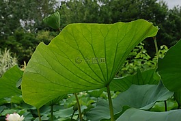 葉,蓮花,水花園