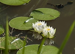 睡蓮,廠,池塘