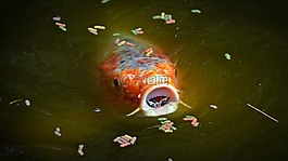 錦鯉,鯉魚,腳