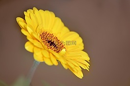 非洲菊,花,schnittblume