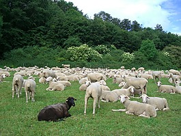 黑羊,羊,羊群的羊