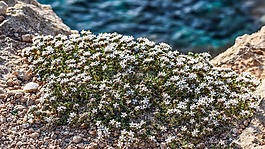 野花,邊緣,懸崖
