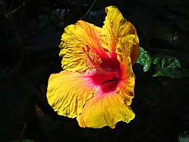 自然,花,植物區(qū)系