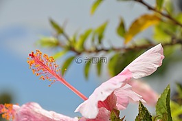 開花,芙蓉,粉紅色