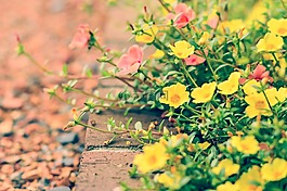鮮花,自然,花園
