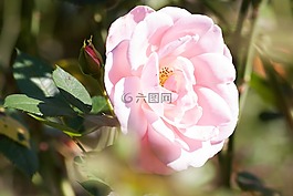 玫瑰,復合材料,鮮花