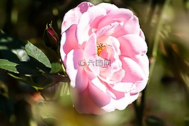 玫瑰,復(fù)合材料,鮮花