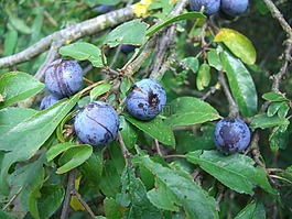 schlehe,布莱克索恩,水果