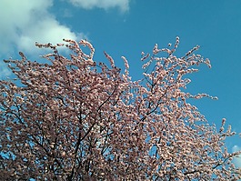 春天,樹,花