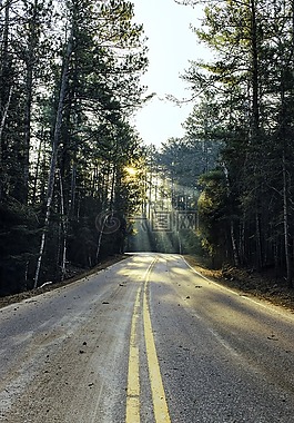 森林,車道,戶外