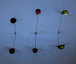 蒲公英,花,種子
