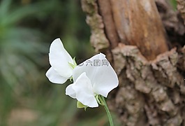 自然,花,甜豌豆