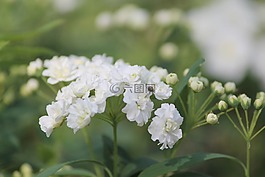 自然,花蕾,花的