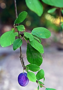 水果,掛,植物