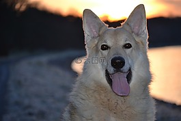 狗,雪橇犬雜交,德國牧羊犬雜交