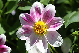 花,粉色,顏色粉色