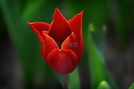 花園,柏林,性質(zhì)