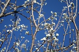 自然,春,藍(lán)色的天空