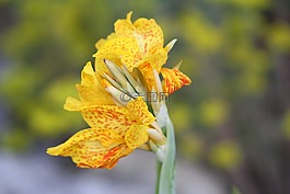 花,黃色,黃色的花