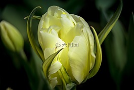 花园,柏林,性质