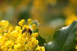 花園,柏林,性質(zhì)