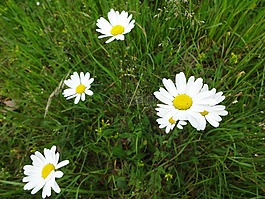 margarétka,工廠,花