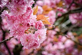 花園,柏林,性質(zhì)