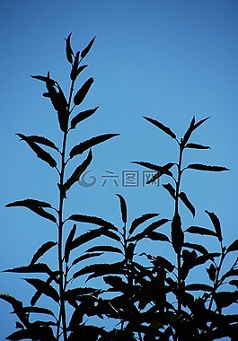 分支机构,叶,日落