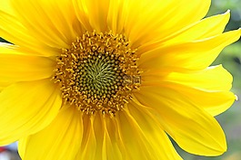 太陽(yáng)花,宏,黃色