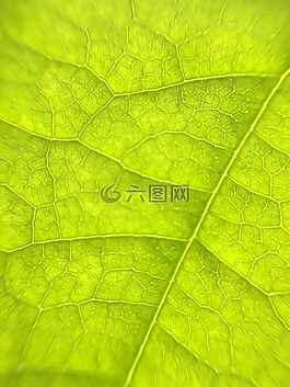 葉,特寫,靜脈