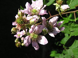 粉紅色,黑莓,花