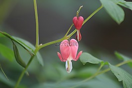 銀鐘,鮮花,春天的花朵
