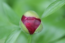 杜鵑,芽,布什