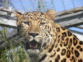 豹,動(dòng)物園,野生