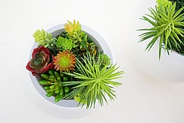装饰,植物,葬礼的骨灰盒