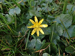 性質(zhì),花卉,綻放