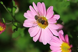 宇宙,蜜蜂,鮮花