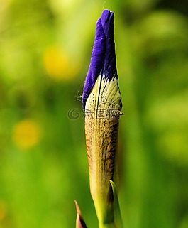 花,開花,藍(lán)色