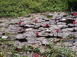 蓮花,鮮花,水