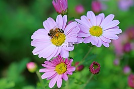 宇宙,蜜蜂,鮮花
