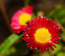 花,開花,紅色