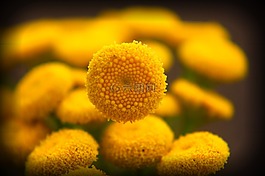 黃色,花,黃