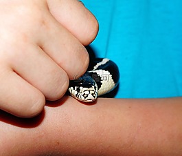 鏈瞎扯,小毒蛇,蛇