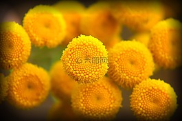 黃色,花,黃