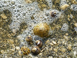 貽貝,海,海灘