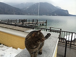 貓,湖,冬天