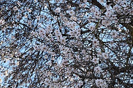 春,檀香,鮮花