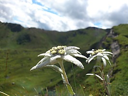 雪絨花,山花,山