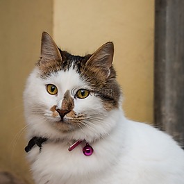 貓,家養,動物