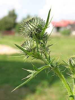 植物,水飛薊,宏